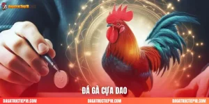 đá gà cựa dao