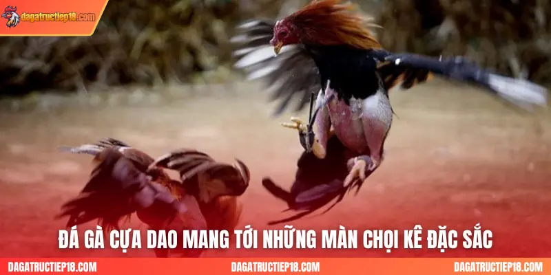 Đá gà cựa dao mang tới những màn chọi kê đặc sắc