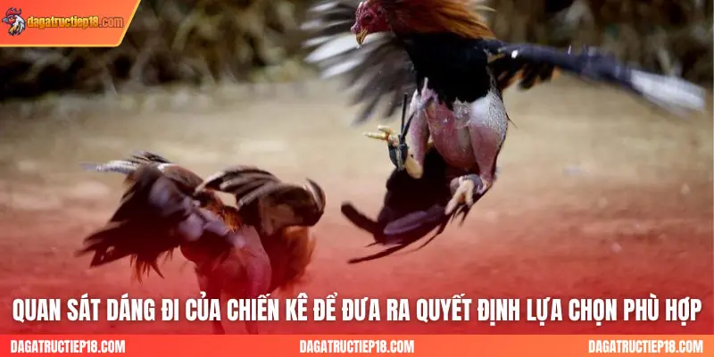 Quan sát dáng đi của chiến kê để đưa ra quyết định lựa chọn phù hợp
