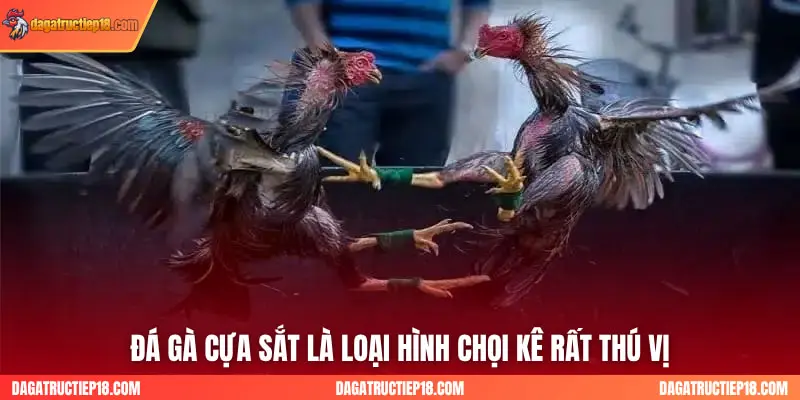 Đá gà cựa sắt là loại hình chọi kê rất thú vị