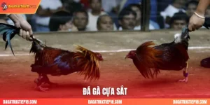 đá gà cựa sắt dagatructiep18