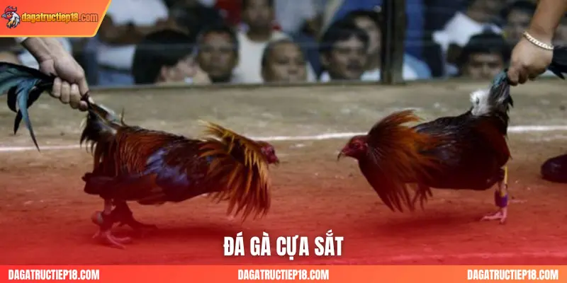 đá gà cựa sắt dagatructiep18