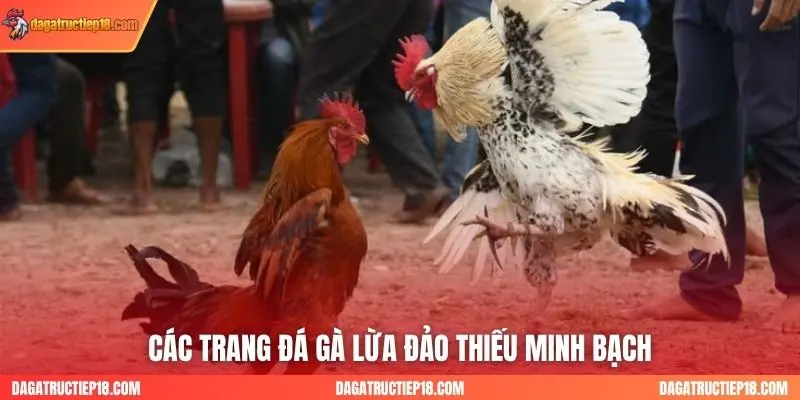 Các trang đá gà lừa đảo thiếu minh bạch