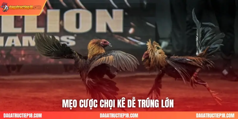 Mẹo cược chọi kê dễ trúng lớn 