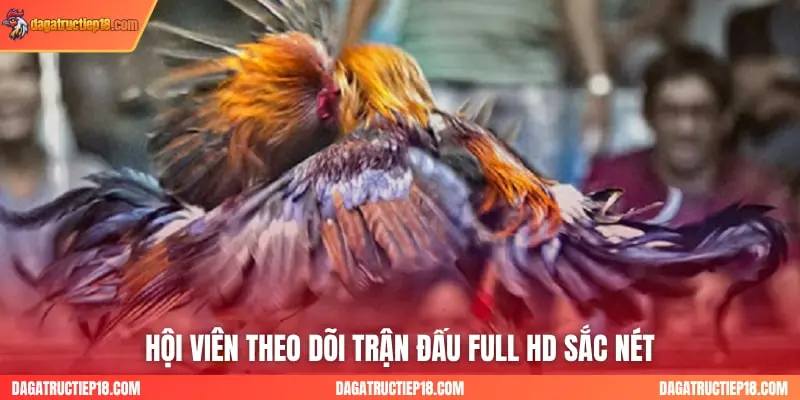 Hội viên theo dõi trận đấu full HD sắc nét