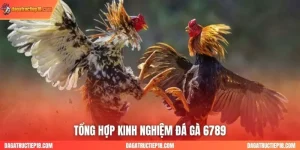 Tổng hợp kinh nghiệm daga6789