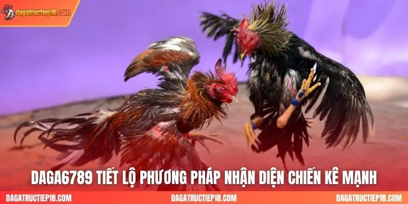 Daga6789 tiết lộ phương pháp nhận diện chiến kê mạnh
