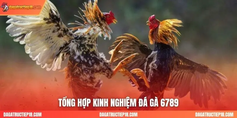 Tổng hợp kinh nghiệm daga6789