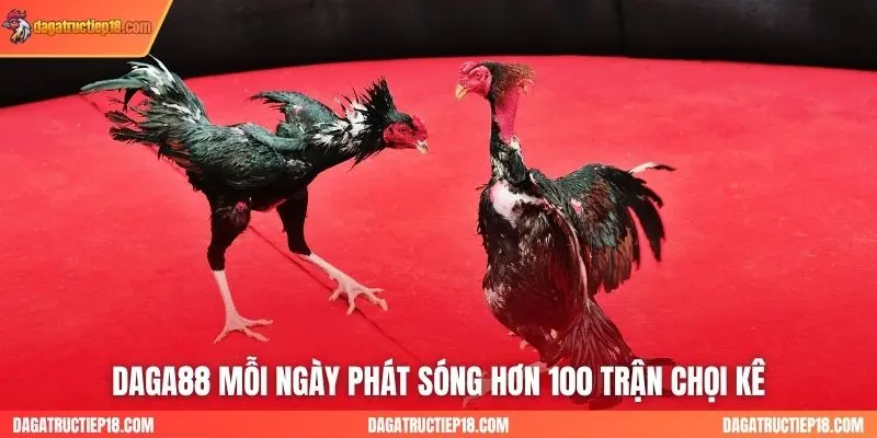 Daga88 mỗi ngày phát sóng hơn 100 trận chọi kê