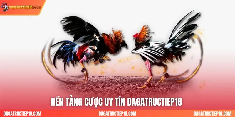 Nền tảng cược uy tín Dagatructiep18 