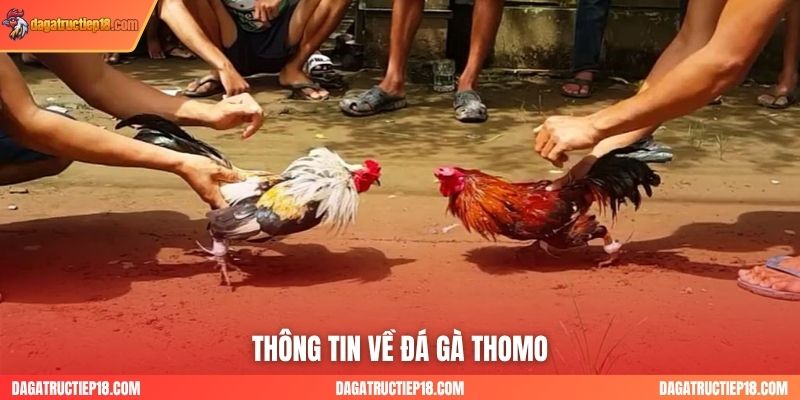Thông tin về đá gà Thomo