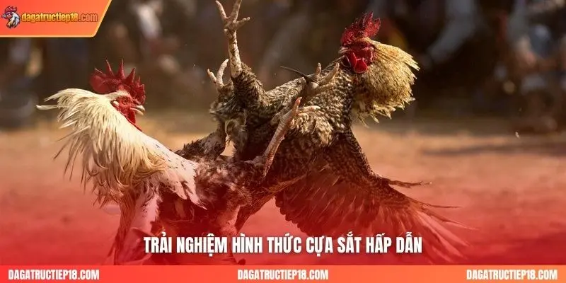 Trải nghiệm hình thức cựa sắt hấp dẫn