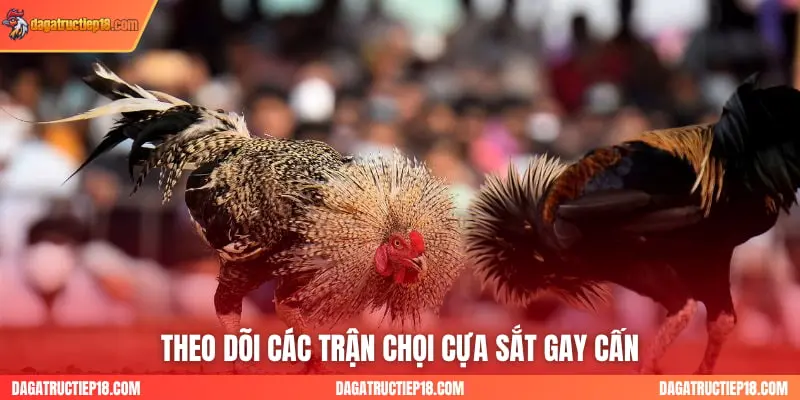 Theo dõi các trận chọi cựa sắt gay cấn