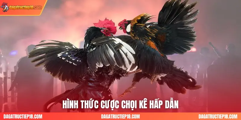 Hình thức cược chọi kê hấp dẫn