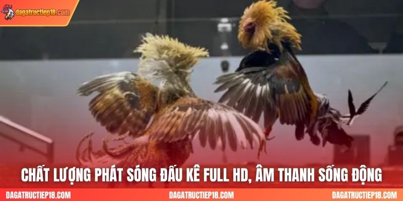 Chất lượng phát sóng đấu kê Full HD, âm thanh sống động