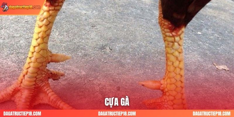 Cựa Gà Tre, Gà Nòi: Đặc Điểm Khác Biệt và Cách Lựa Chọn Phù Hợp