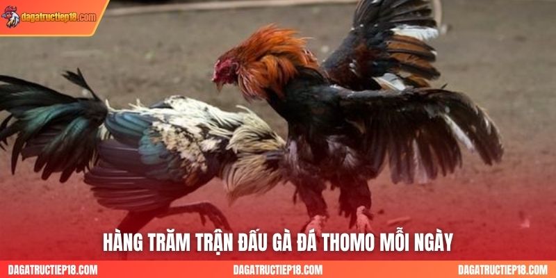 Hàng trăm trận đấu gà đá Thomo mỗi ngày