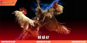 Đá Gà 67: Cập Nhật Rõ Ràng Và Chi Tiết Lịch Đấu Hàng Ngày