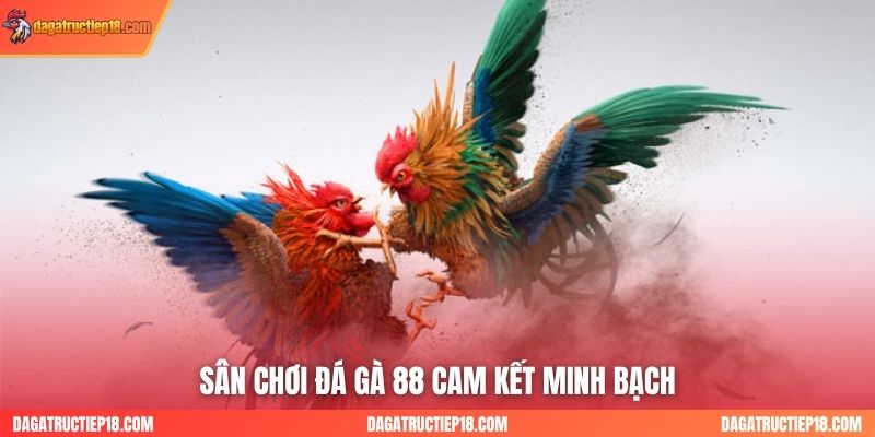 Sân chơi đá gà 88 cam kết minh bạch