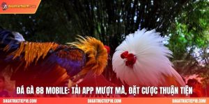 Đá Gà 88 Mobile: Tải App Mượt Mà, Đặt Cược Thuận Tiện
