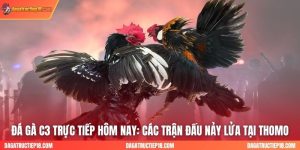Đá Gà C3 Trực Tiếp Hôm Nay: Các Trận Đấu Nảy Lửa Tại Thomo