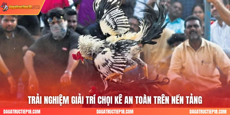 Trải nghiệm giải trí chọi kê an toàn trên nền tảng