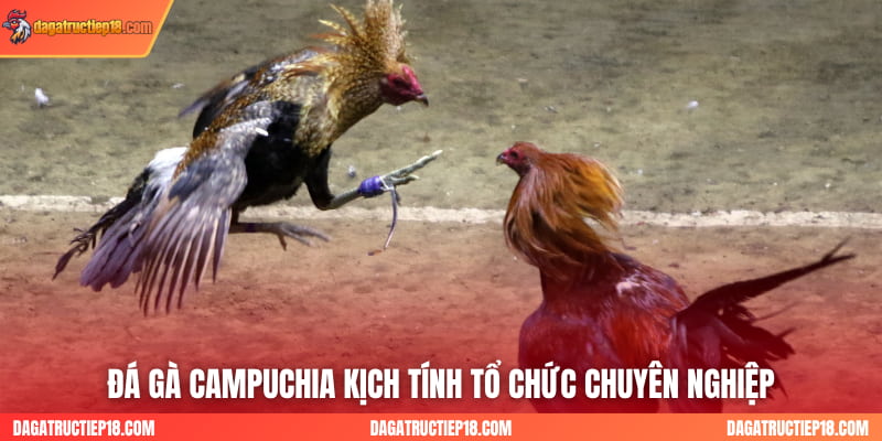 Đá gà Campuchia kịch tính tổ chức chuyên nghiệp