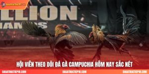Link Xem Đá Gà Campuchia Hôm Nay Không Chặn Mới Nhất