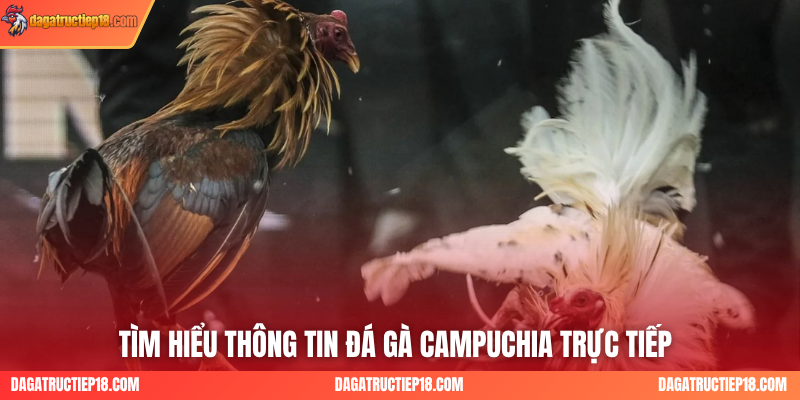 Tìm hiểu thông tin đá gà Campuchia trực tiếp 