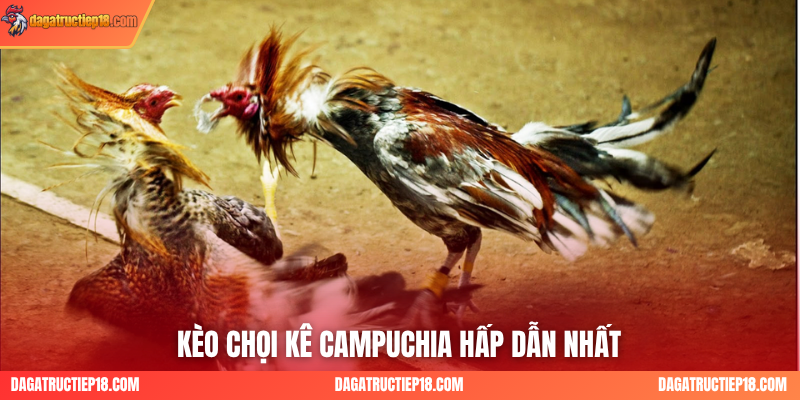 Kèo chọi kê Campuchia hấp dẫn nhất