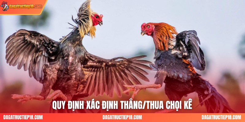 Quy định xác định thắng/thua chọi kê
