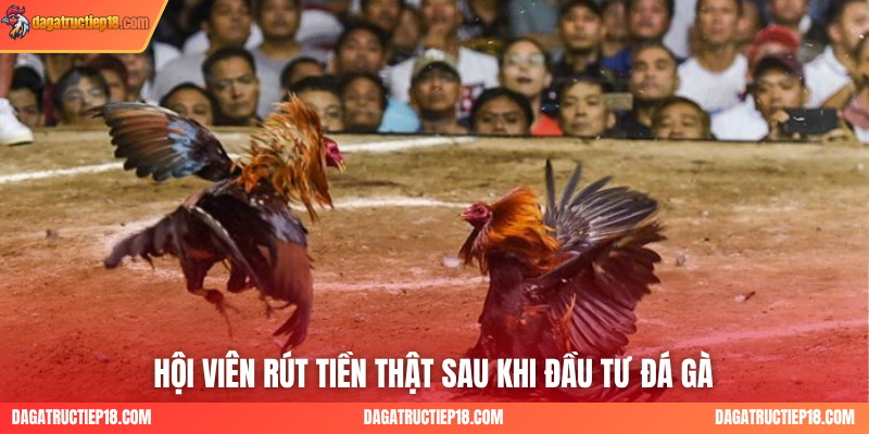 Hội viên rút tiền thật sau khi đầu tư đá gà