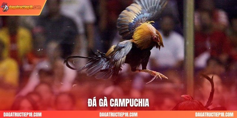 Sân Chơi Đá Gà Campuchia Số 1: Nơi Hội Tụ Các Chiến Kê Huyền Thoại