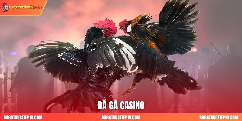 Sảnh Đá Gà Casino: Xem Live Thomo (C1, C2) Kèm Các Game Casino Hấp Dẫn