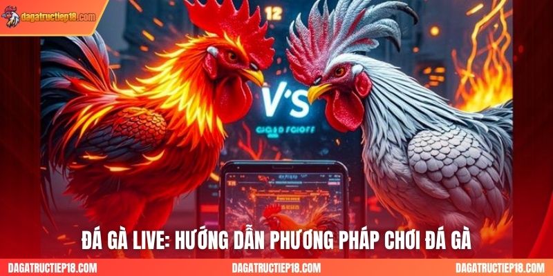 Đá Gà Live: Hướng Dẫn Phương Pháp Chơi Đá Gà