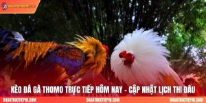 Kèo Đá Gà Thomo Trực Tiếp Hôm Nay - Cập Nhật Lịch Thi Đấu
