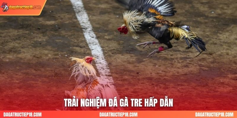 Trải nghiệm đá gà tre hấp dẫn