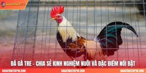 Đá Gà Tre - Chia Sẻ Kinh Nghiệm Nuôi Và Đặc Điểm Nổi Bật