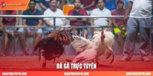 Đá Gà Trực Tuyến 24/7: Xem Live Thomo (C1, C2) Full HD, Không Bị Chặn