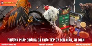 Phương Pháp Chơi Đá Gà Trực Tiếp 67 Đơn Giản, An Toàn