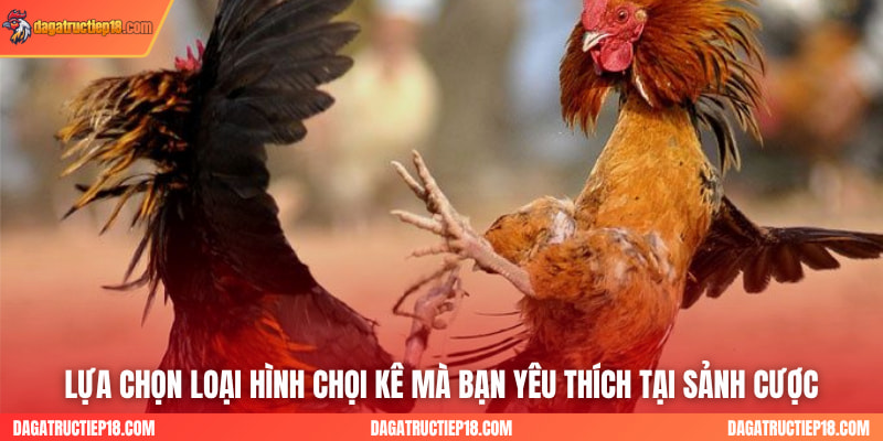 Lựa chọn loại hình chọi kê mà bạn yêu thích tại sảnh cược