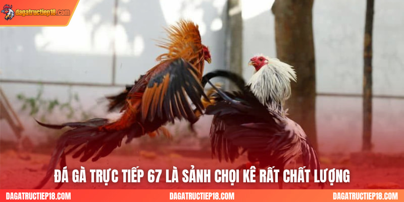Đá gà trực tiếp 67 là sảnh chọi kê rất chất lượng
