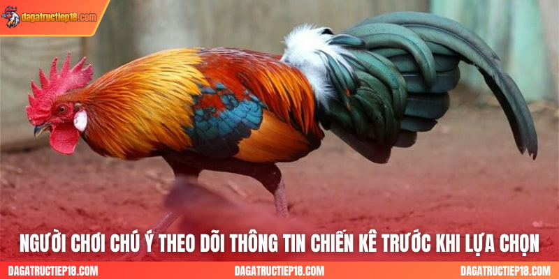 Người chơi chú ý theo dõi thông tin chiến kê trước khi lựa chọn