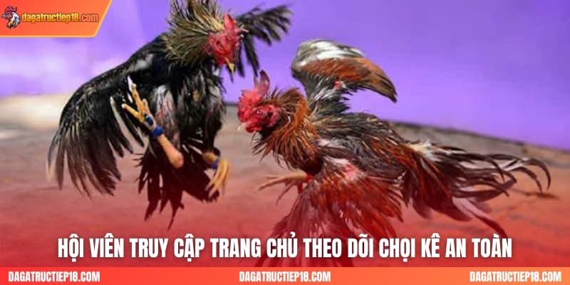 Hội viên truy cập trang chủ theo dõi chọi kê an toàn