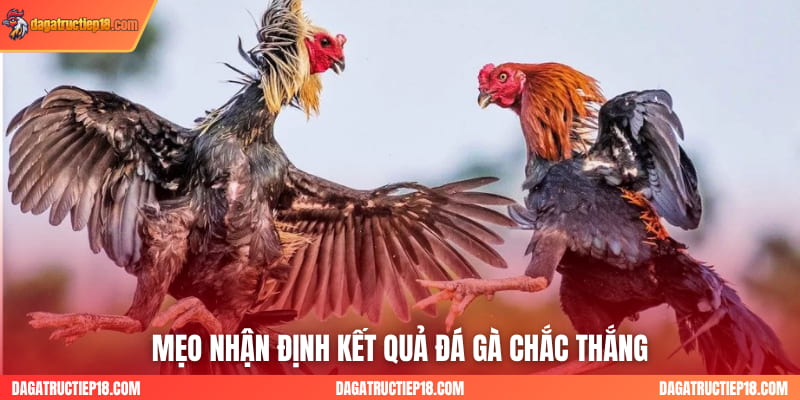 Mẹo nhận định kết quả đá gà chắc thắng