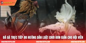 Đá gà Trực Tiếp 88 Hướng Dẫn Luật Chơi Đơn Giản Cho Hội Viên