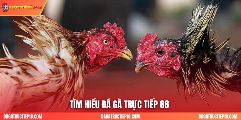 Tìm hiểu đá gà trực tiếp 88