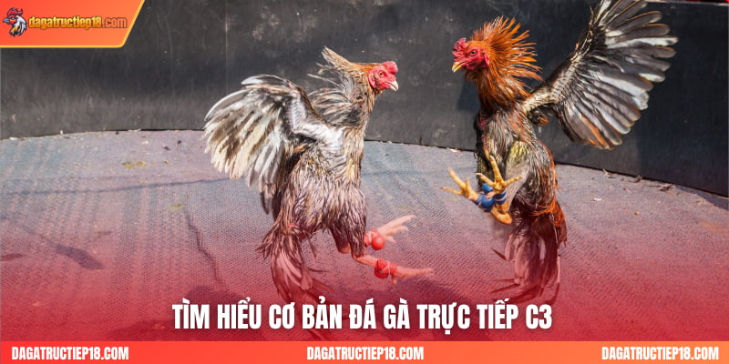 Tìm hiểu cơ bản đá gà trực tiếp C3 