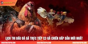 Lịch Thi Đấu Đá Gà Trực Tiếp C3 Gà Chiến Hấp Dẫn Mới Nhất