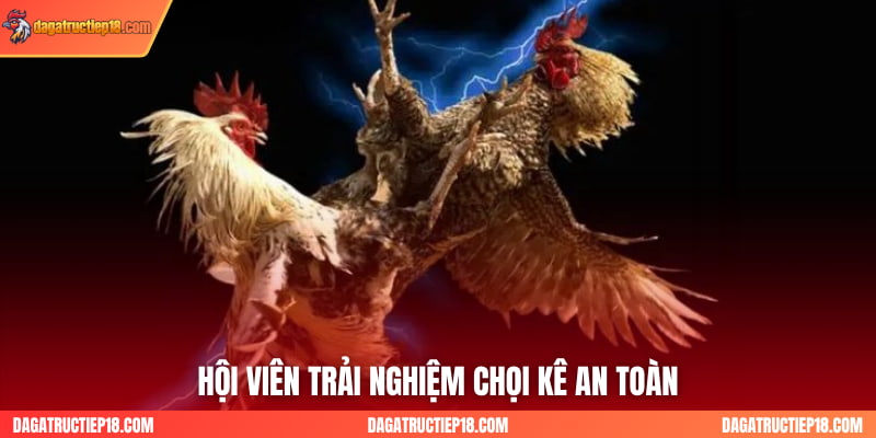 Hội viên trải nghiệm chọi kê an toàn